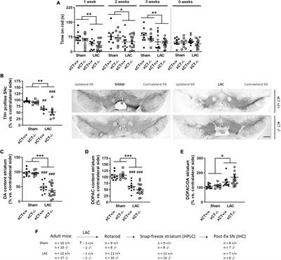 Aged xCT-Deficient Mice Are Less Susceptible for Lactacystin-, but Not 1-Methyl-4-Phenyl-1,2,3,6- Tetrahydropyridine-, Induced Degeneration of the Nigrostriatal Pathway